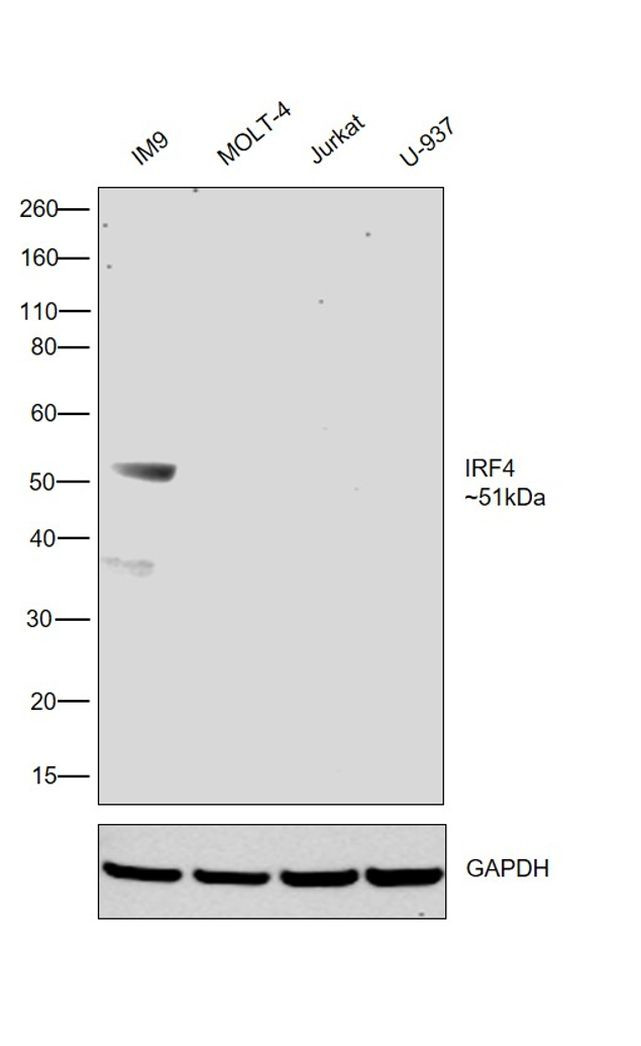 IRF4 Antibody