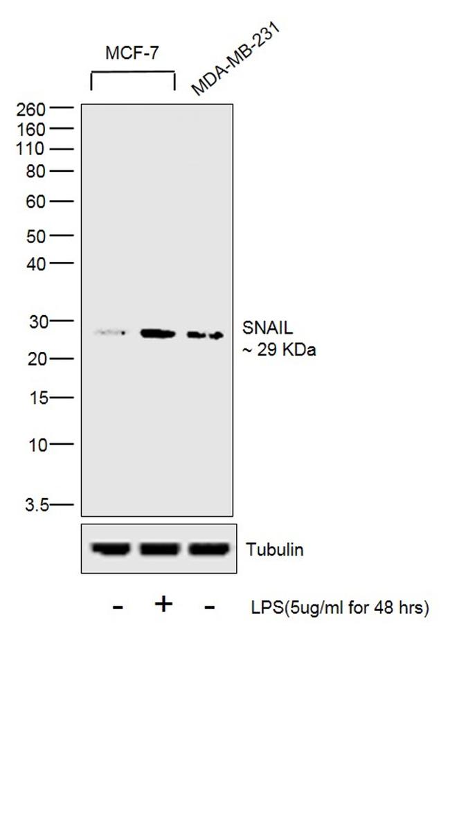 Snail1 Antibody in Western Blot (WB)