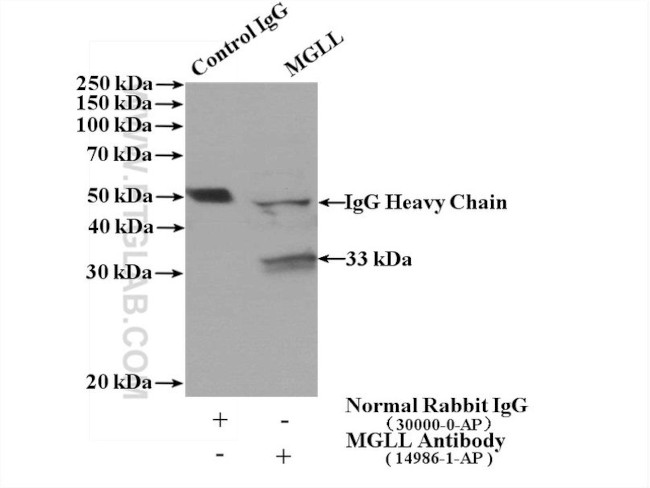 MGLL Antibody in Immunoprecipitation (IP)