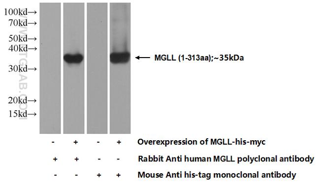 MGLL Antibody in Western Blot (WB)