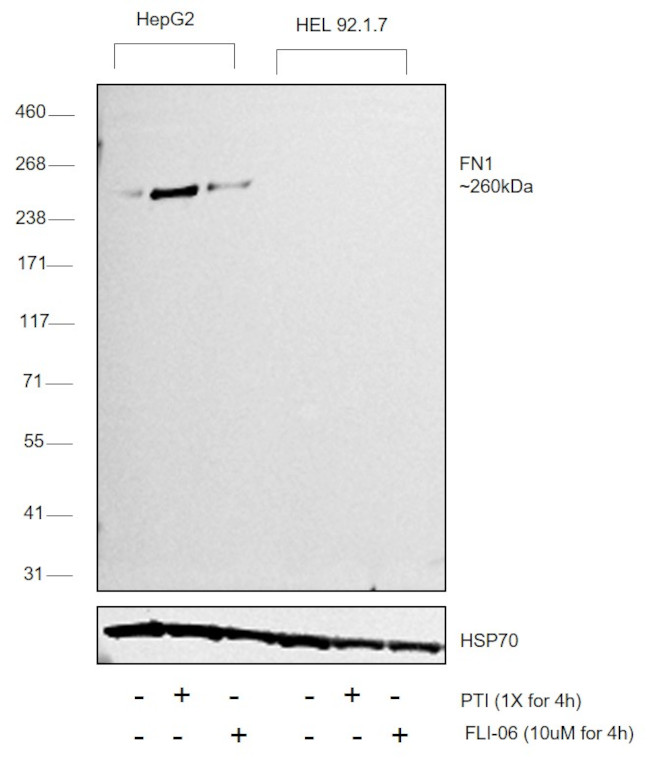 Fibronectin Antibody