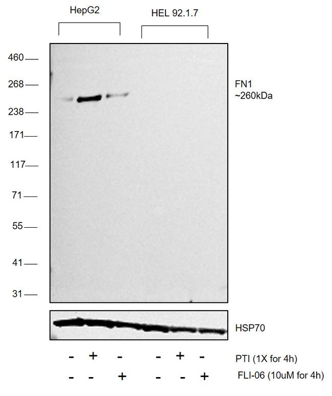 Fibronectin Antibody in Western Blot (WB)