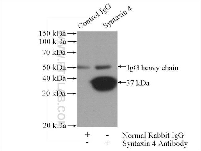 Syntaxin 4 Antibody in Immunoprecipitation (IP)