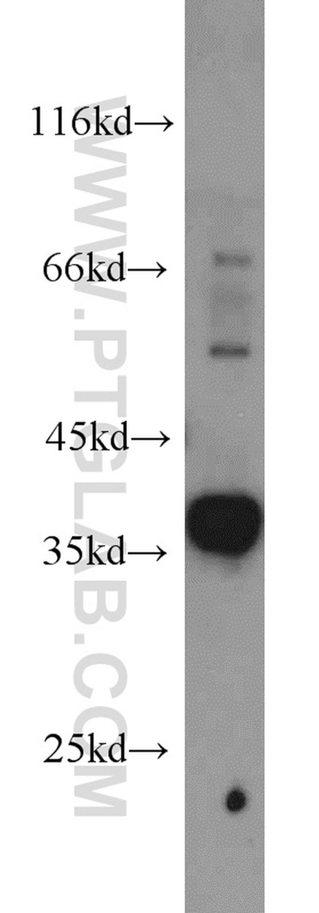 Syntaxin 4 Antibody in Western Blot (WB)