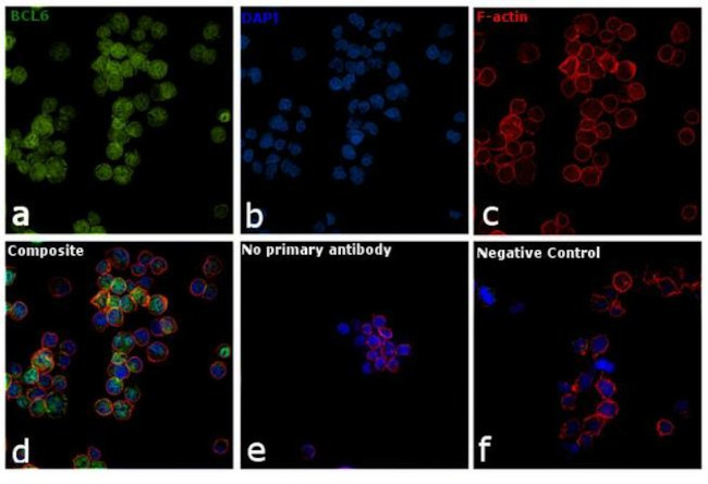 BCL6 Antibody