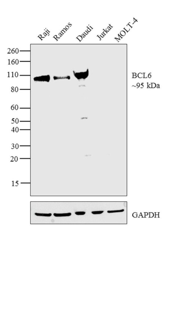 BCL6 Antibody