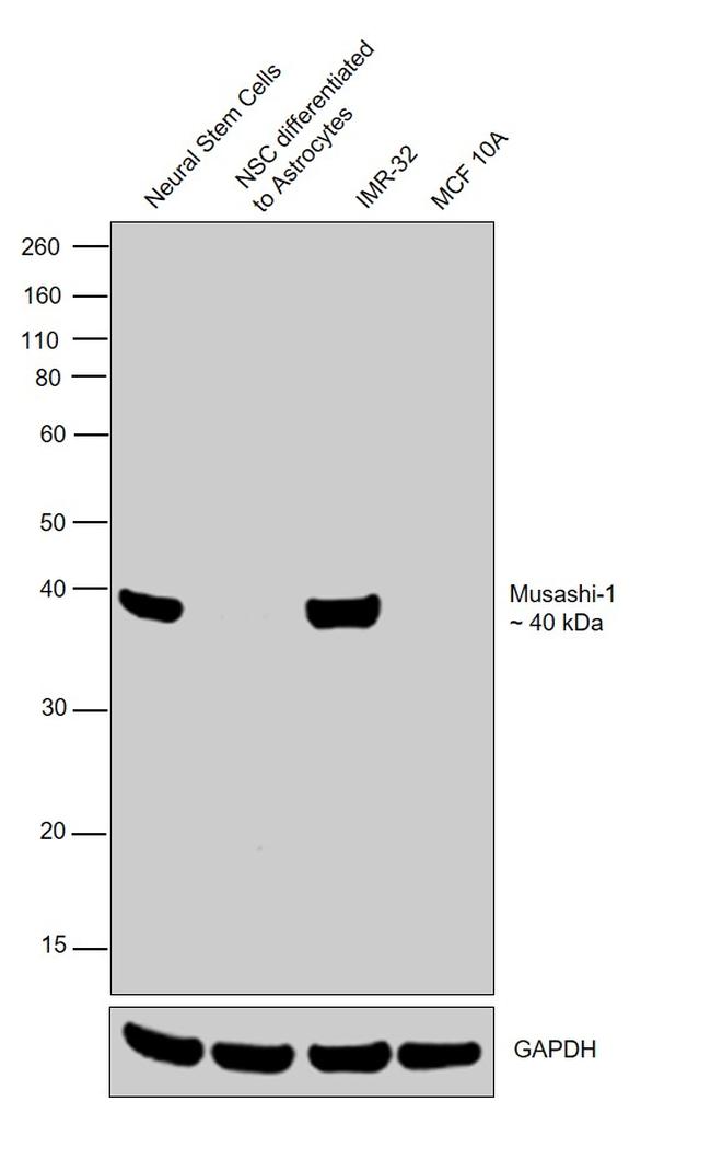 Musashi-1 Antibody in Western Blot (WB)