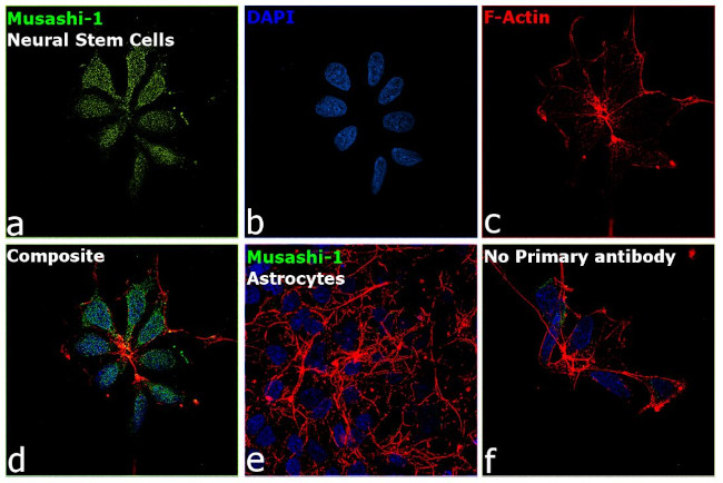 Musashi-1 Antibody in Immunocytochemistry (ICC/IF)