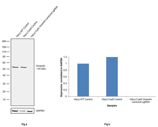 Vimentin Antibody in Western Blot (WB)