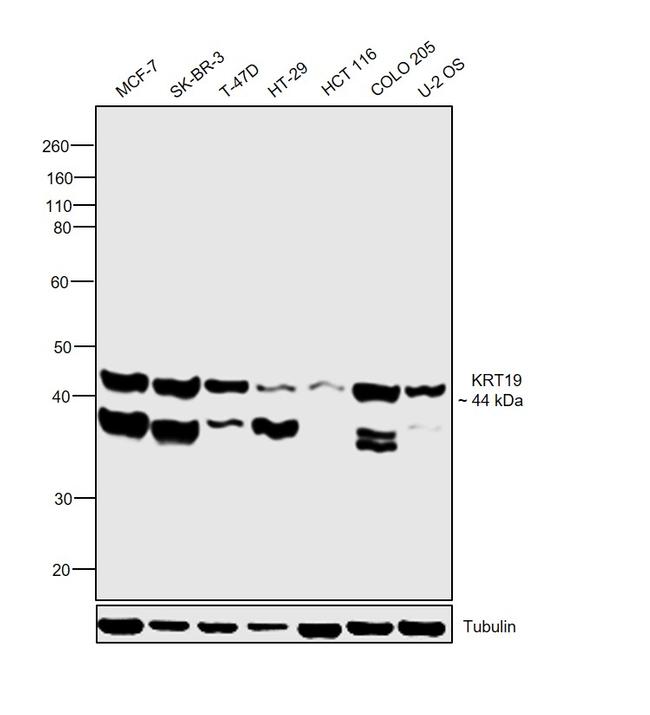 Cytokeratin 19 Antibody in Western Blot (WB)