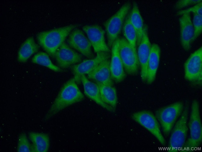 RPL39 Antibody in Immunocytochemistry (ICC/IF)