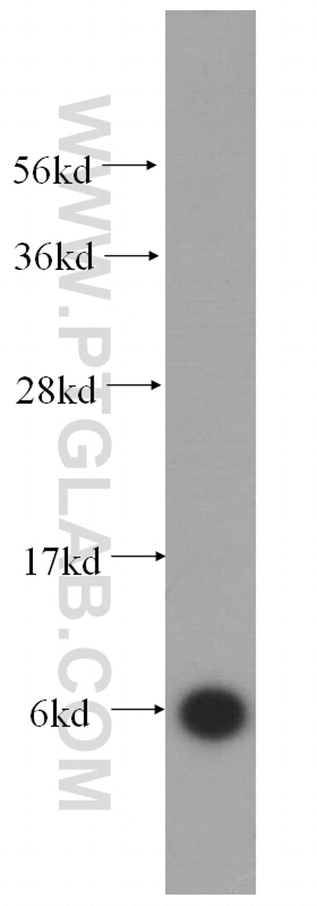 RPL39 Antibody in Western Blot (WB)