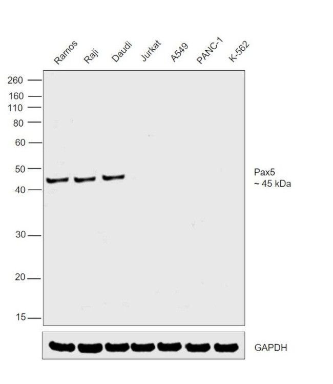 PAX5 Antibody