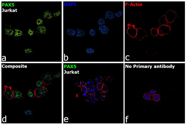 PAX5 Antibody