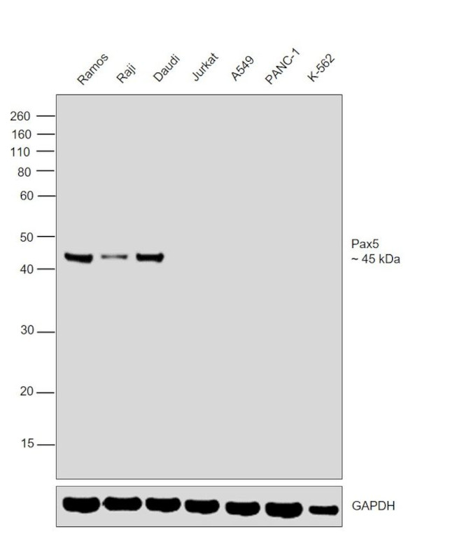 PAX5 Antibody