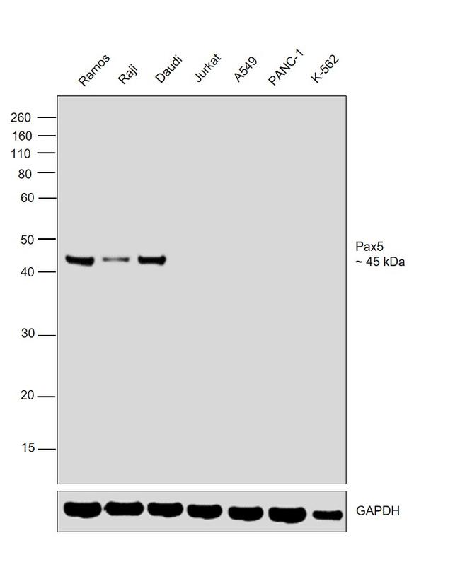 PAX5 Antibody in Western Blot (WB)