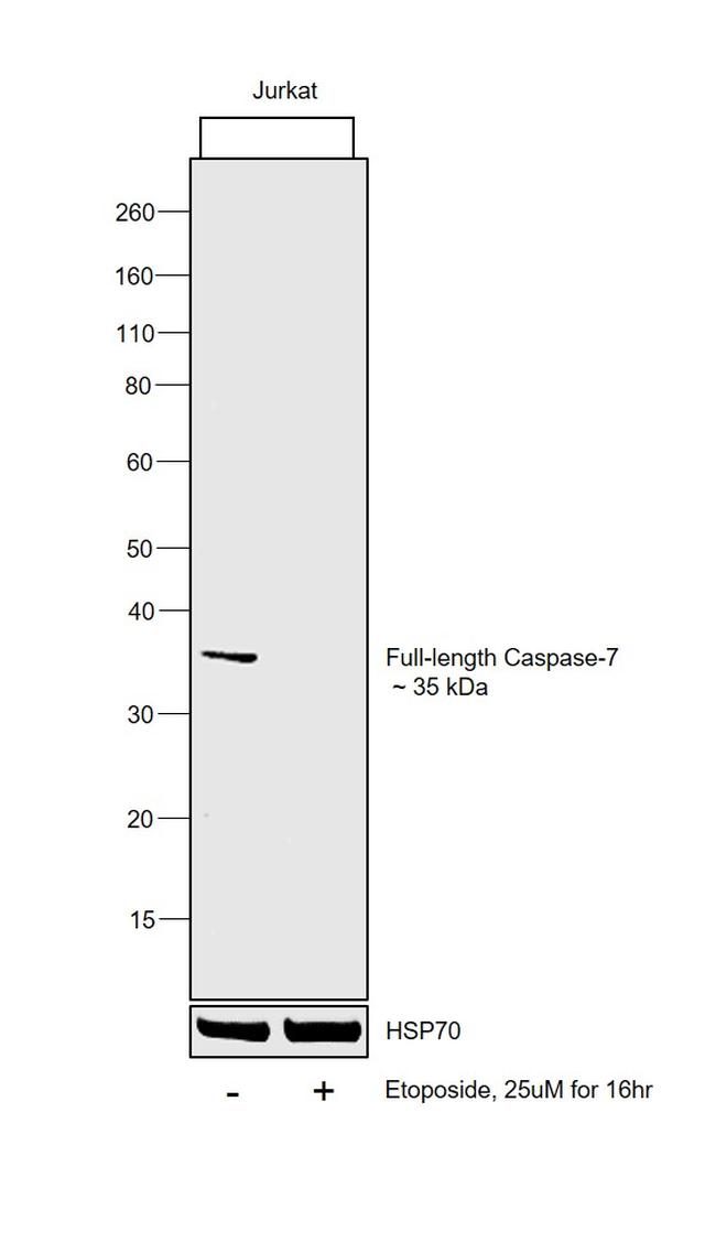 Caspase 7 Antibody in Western Blot (WB)