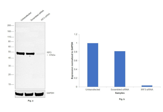 IRF3 Antibody