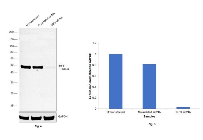 IRF3 Antibody in Western Blot (WB)