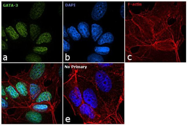 Gata-3 Antibody in Immunocytochemistry (ICC/IF)