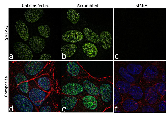 Gata-3 Antibody