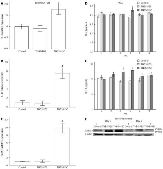 Gata-3 Antibody