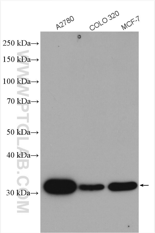 PDCL3 Antibody in Western Blot (WB)