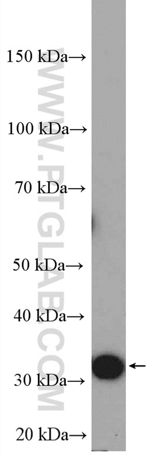 PDCL3 Antibody in Western Blot (WB)