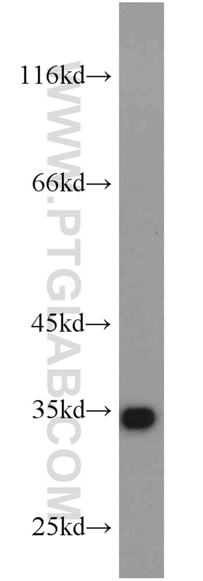 PDCL3 Antibody in Western Blot (WB)