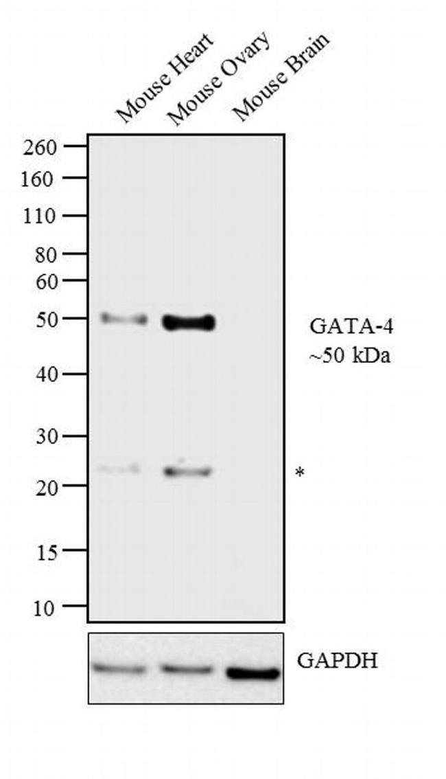 Gata-4 Antibody in Western Blot (WB)