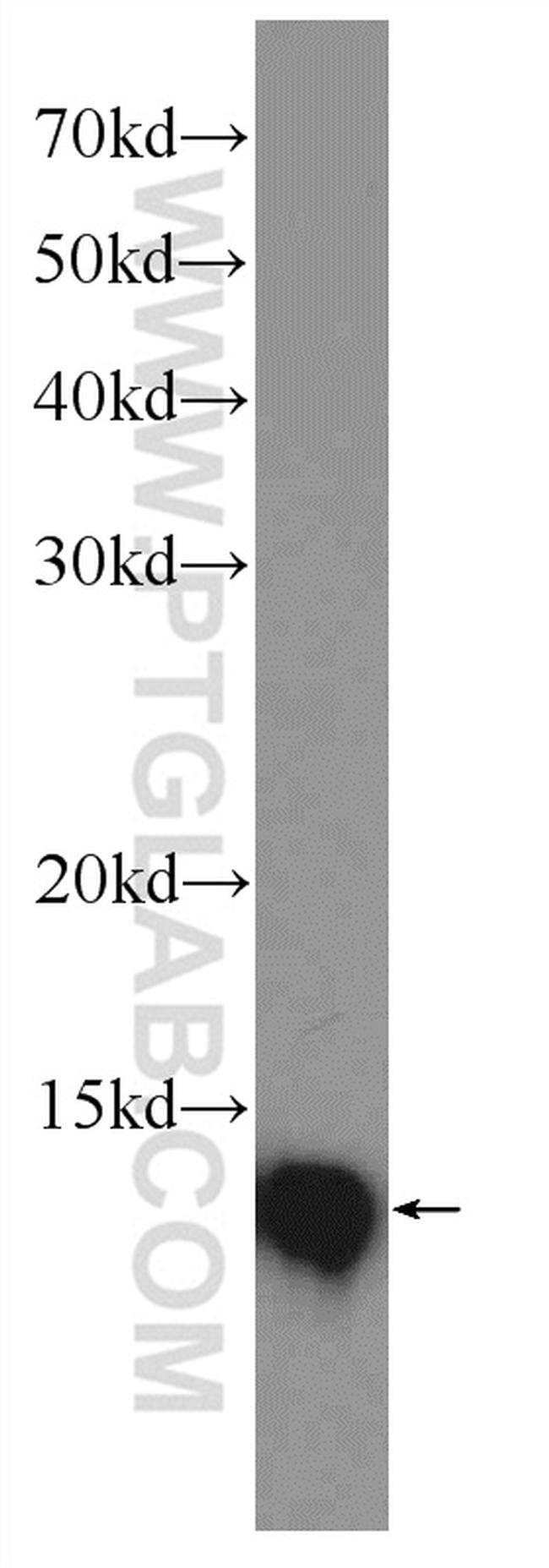 Thioredoxin Antibody in Western Blot (WB)