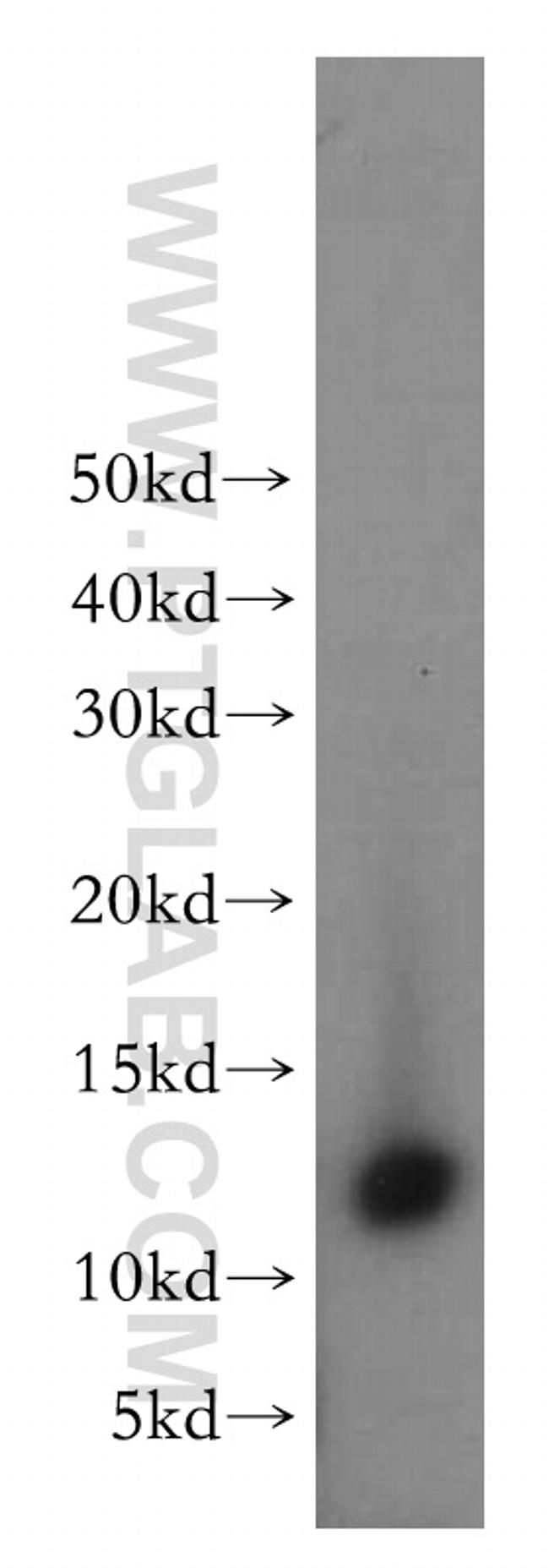 Thioredoxin Antibody in Western Blot (WB)