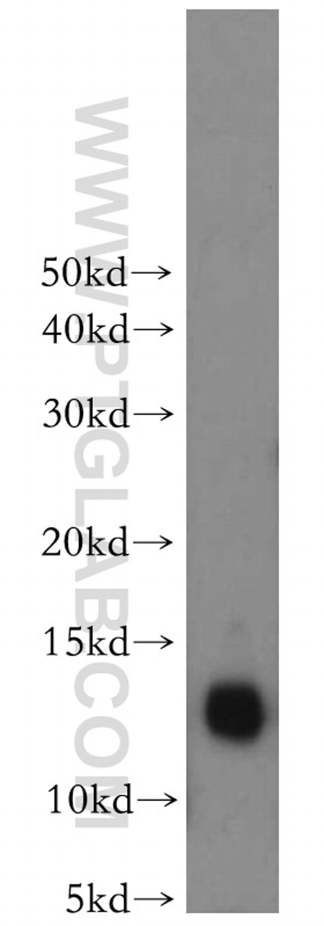 Thioredoxin Antibody in Western Blot (WB)