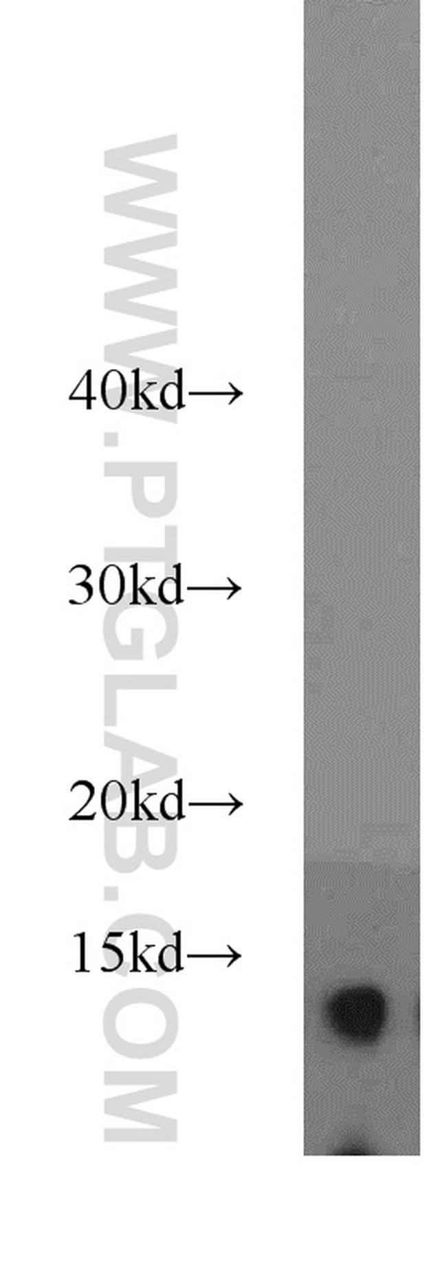 Thioredoxin Antibody in Western Blot (WB)