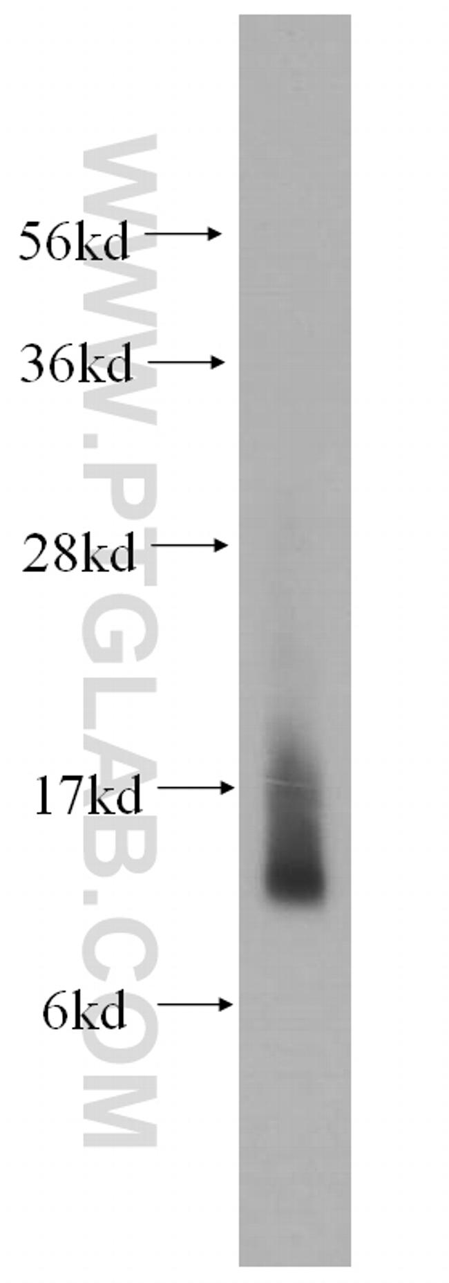 Thioredoxin Antibody in Western Blot (WB)