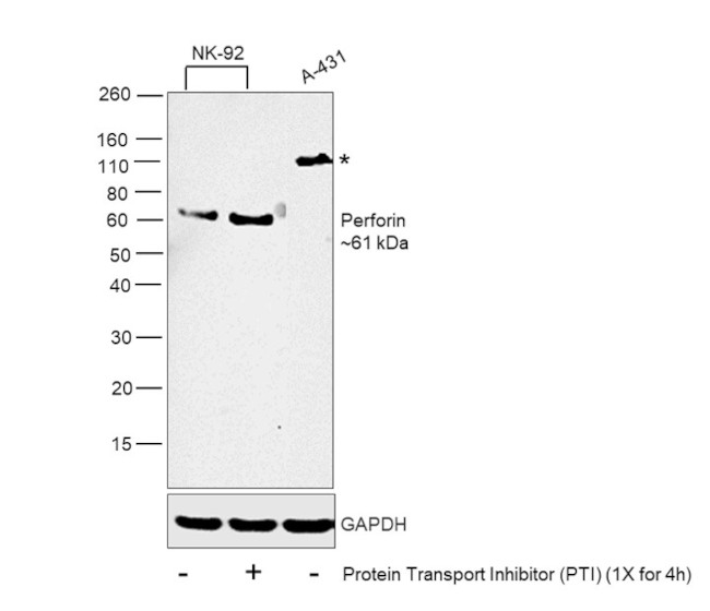 Perforin Antibody