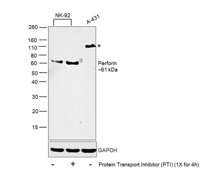 Perforin Antibody in Western Blot (WB)