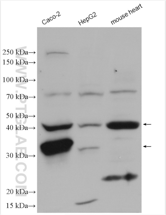 RENALASE Antibody in Western Blot (WB)