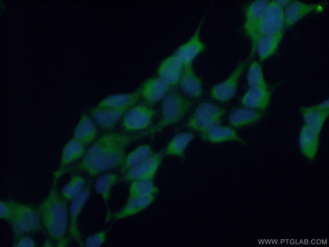 RENALASE Antibody in Immunocytochemistry (ICC/IF)