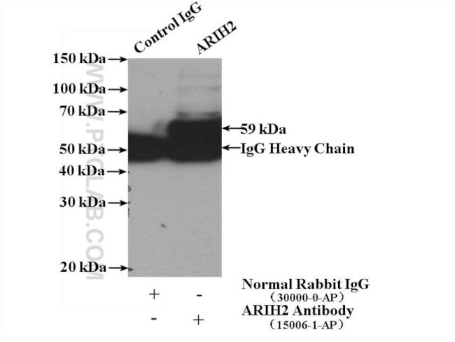 ARIH2 Antibody in Immunoprecipitation (IP)