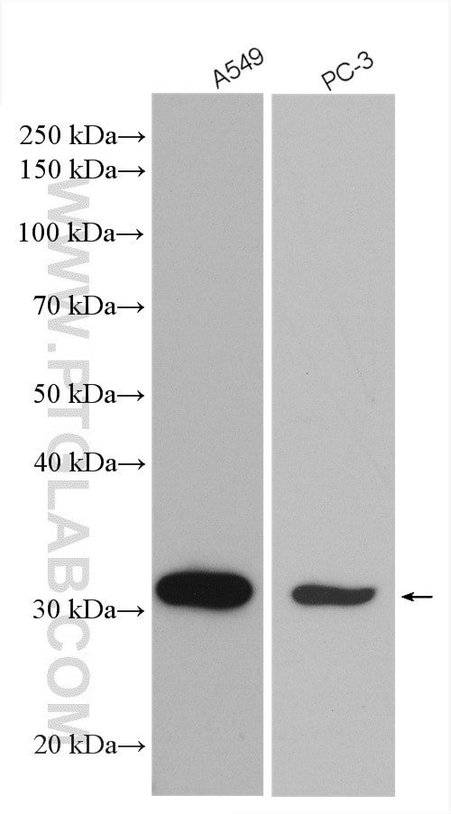 Cathepsin A Antibody in Western Blot (WB)