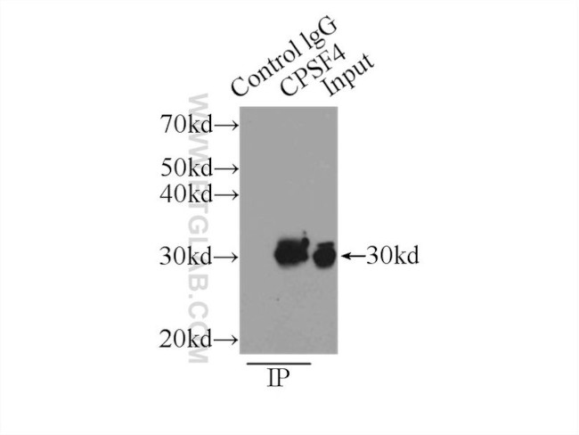 CPSF4 Antibody in Immunoprecipitation (IP)
