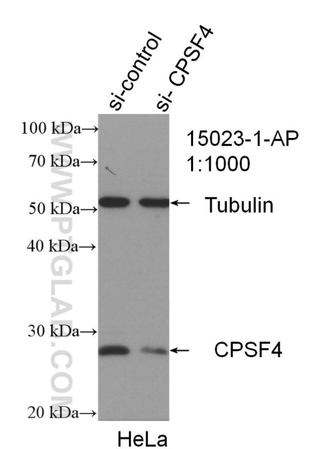 CPSF4 Antibody in Western Blot (WB)