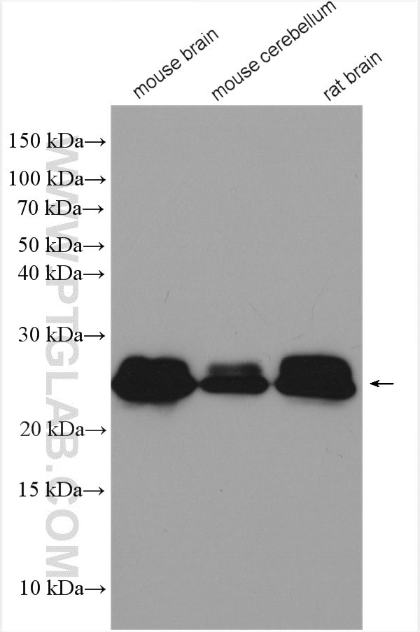 RAB3A Antibody in Western Blot (WB)