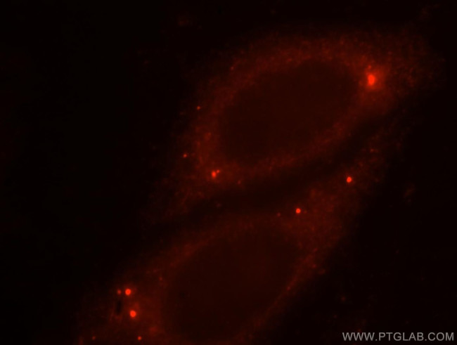 OSGEP Antibody in Immunocytochemistry (ICC/IF)