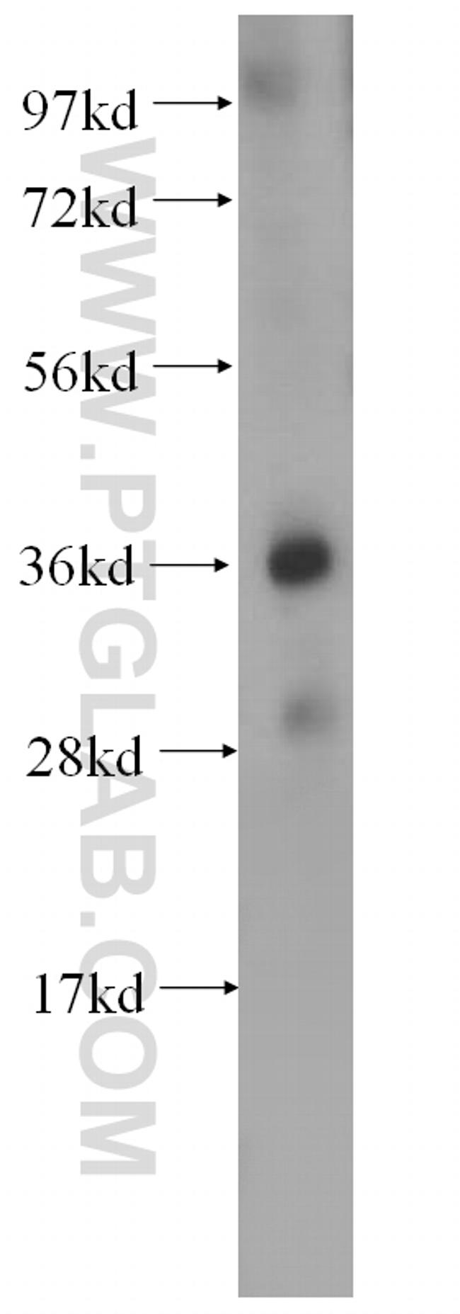 OSGEP Antibody in Western Blot (WB)