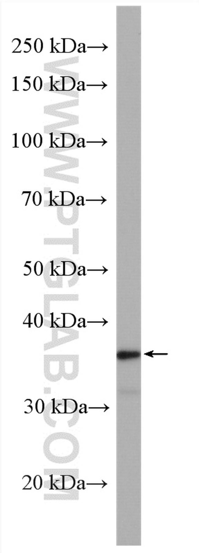 OSGEP Antibody in Western Blot (WB)