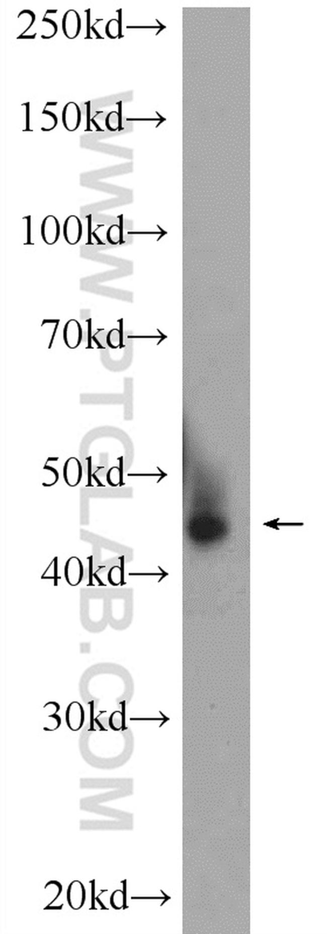 AZI2/NAP1 Antibody in Western Blot (WB)