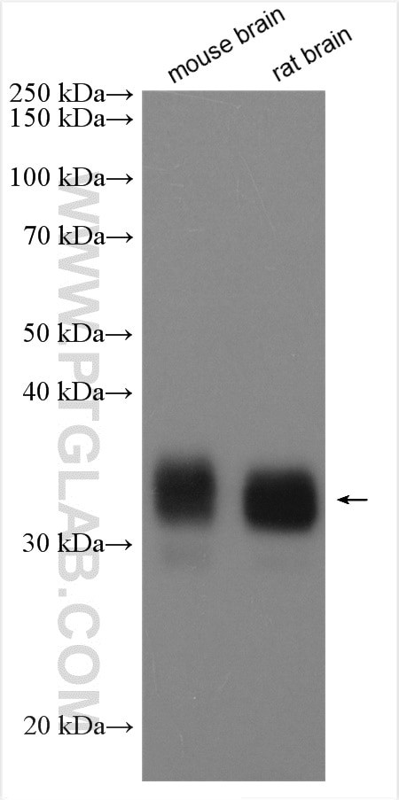 GPM6A Antibody in Western Blot (WB)