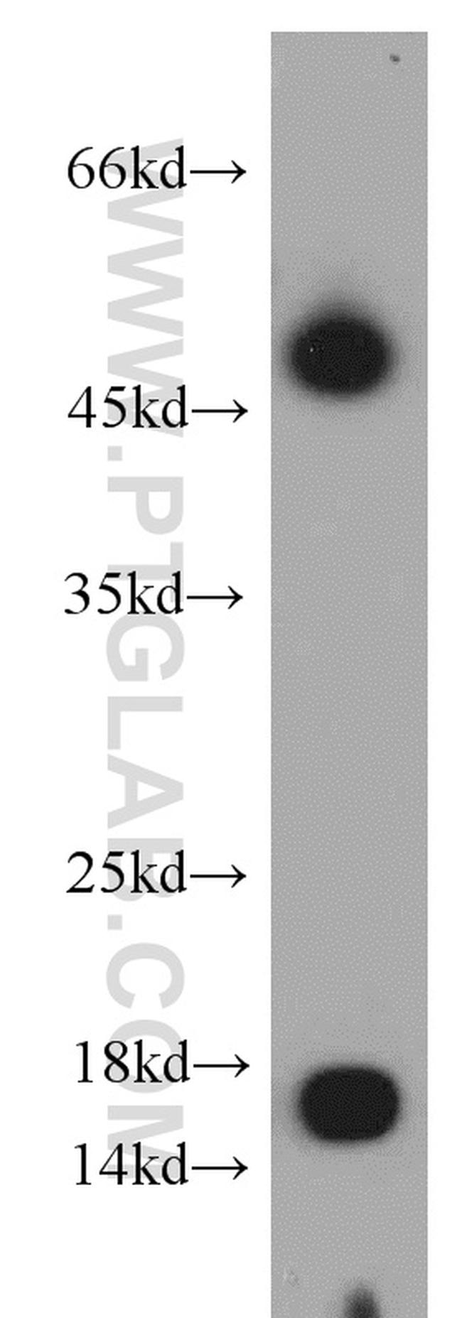 POMP Antibody in Western Blot (WB)